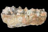 Oreodont (Merycoidodon) Jaw Section - South Dakota #128108-1